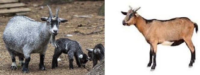 Animal production: Goats