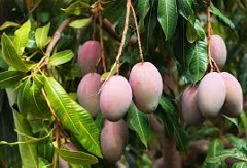 Tree plants:Mangos