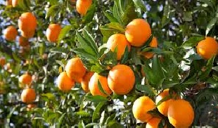 Tree plants: Oranges