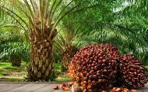 Tree plants: Palm trees