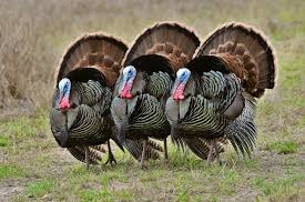 Animal production: Turkeys